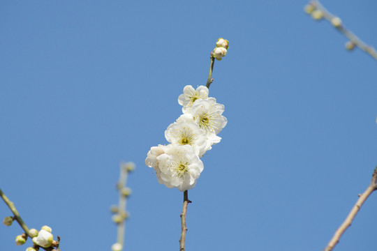 梅花