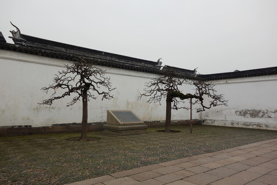 龍爪槐 園藝造景