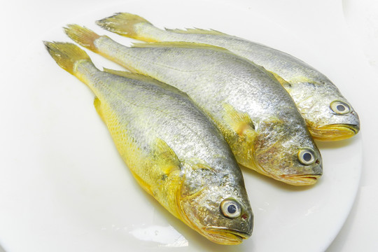 鮮黃花魚 小黃花魚 小黃魚