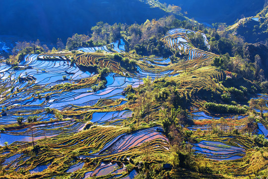 元陽梯田