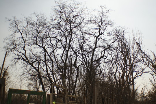冬季樹(shù)木