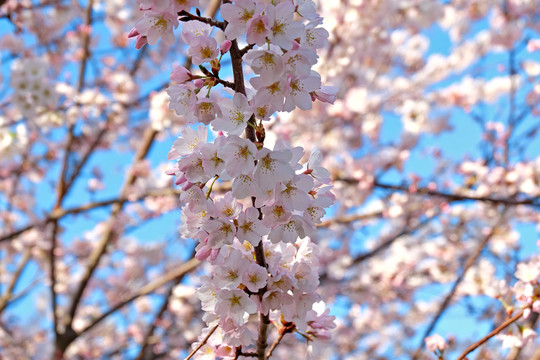 櫻花