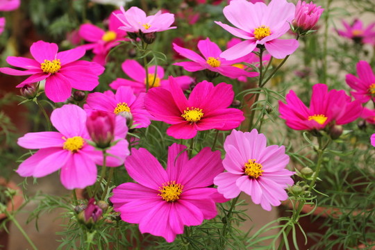 格桑花