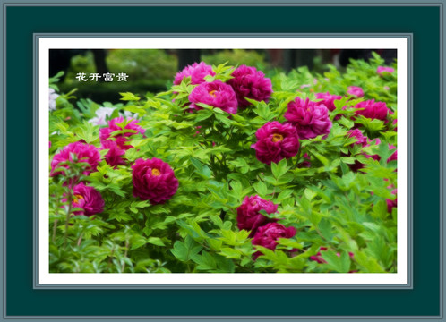 電腦油畫 牡丹花 花開富貴