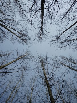 樹 樹枝 天空 春天