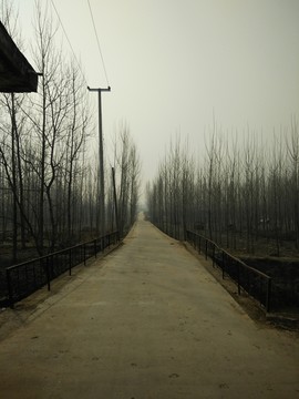 小橋 樹(shù)林 小路