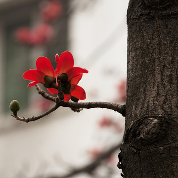 廣州木棉花