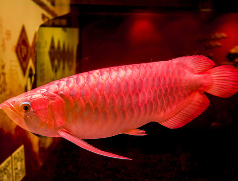 金龍魚