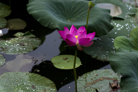 荷花