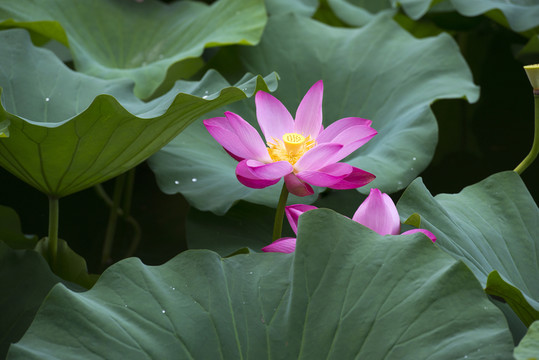 荷花