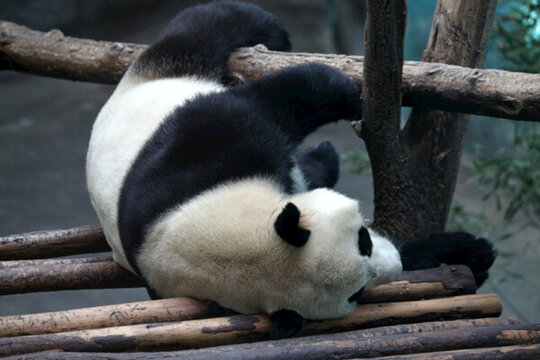 熊貓 陸地動物 睡覺的熊貓