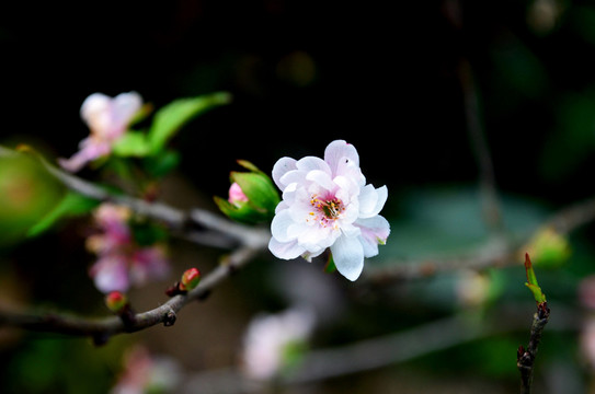 桃花特寫