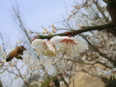 白色梅花攝影圖