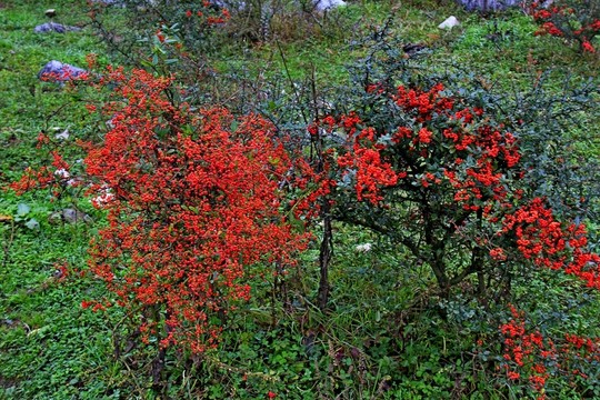 千野草場