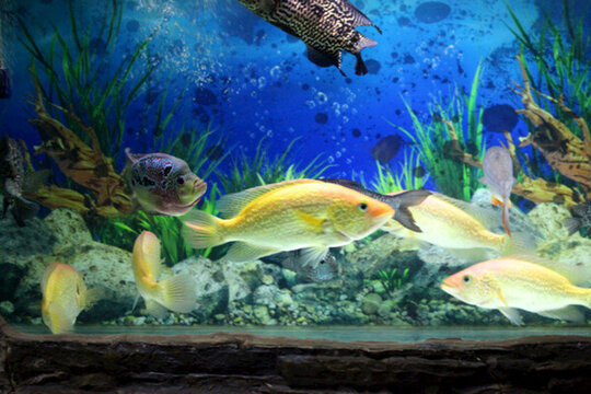 熱帶魚 觀賞魚