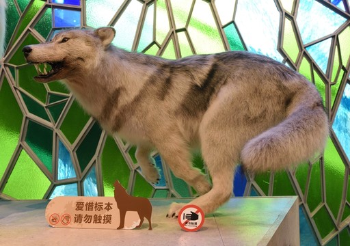 狼 動(dòng)物標(biāo)本