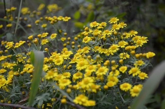 山菊花