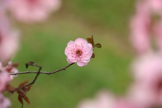 梅花