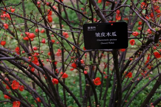 貼梗海棠