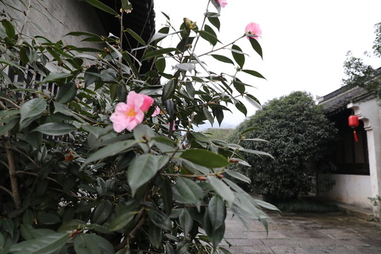 薔薇