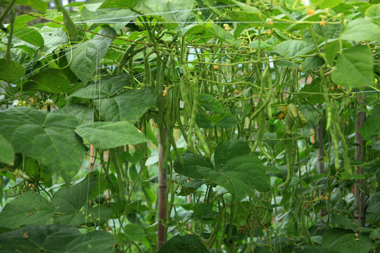 生態(tài)菜園