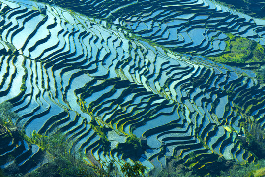 元陽梯田