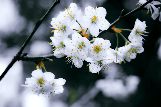 花卉攝影