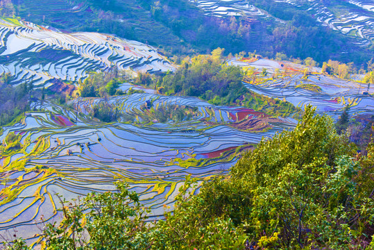元陽(yáng)梯田