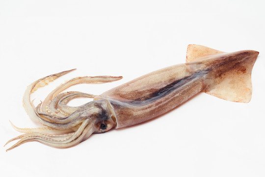 魷魚(yú)