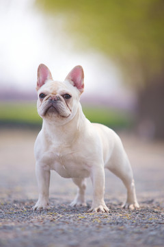 法國斗牛犬
