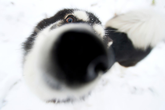 阿拉斯加雪橇犬