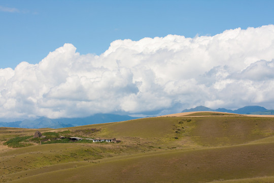 麥田
