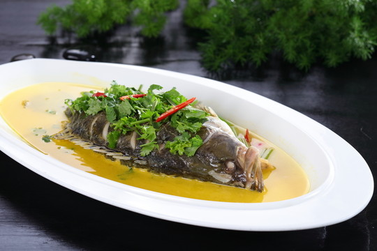 桂魚