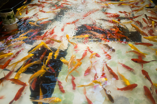 觀賞魚池