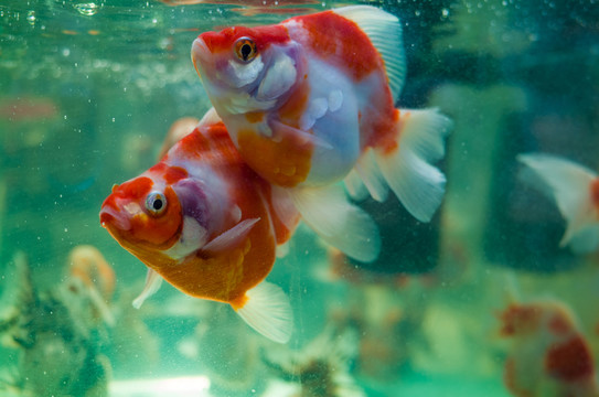金魚