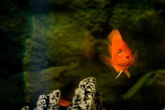 熱帶魚紅鸚鵡魚
