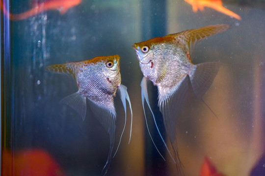 熱帶魚(yú)燕魚(yú)