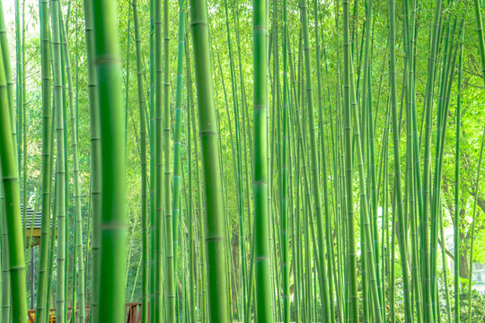 竹林風光 竹林背景竹林素材