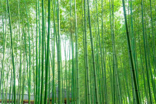 竹林風(fēng)光 竹林背景竹林素材