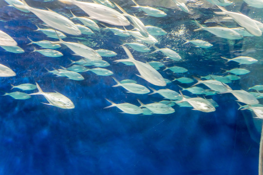深海魚群 海底世界
