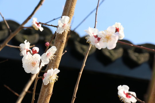 白梅花