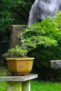 盆景素材