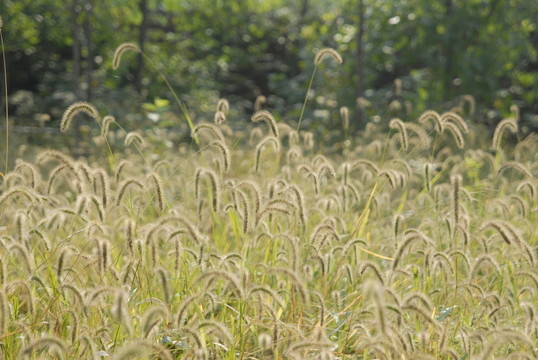 野草
