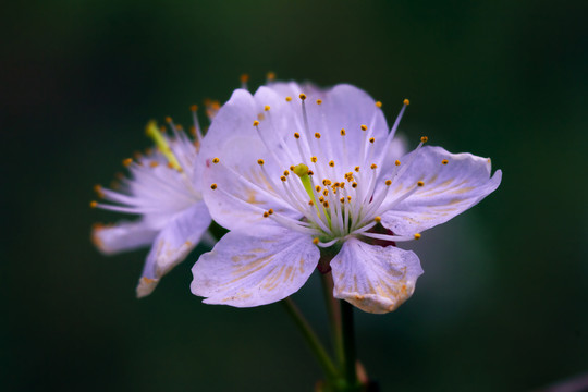 花卉攝影