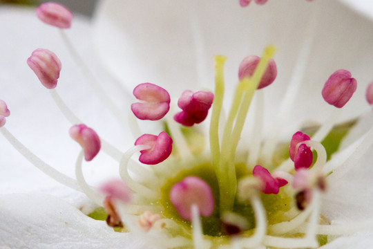 微距 梨花 花蕊