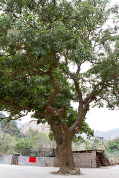 大樹(shù) 老樹(shù)