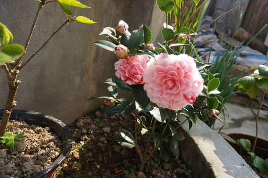 茶花