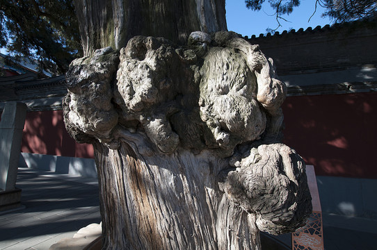 北京戒臺(tái)寺 獅虎象柏