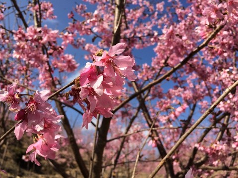 櫻花