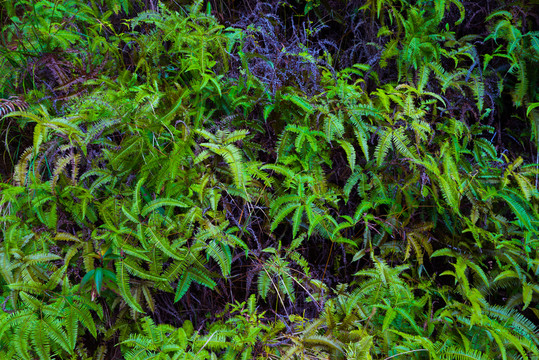 蕨類植物墻綠化墻